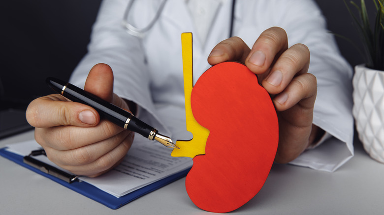 Doctor holding wooden red kidney model  