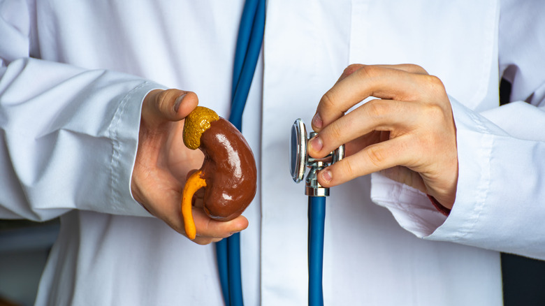 Doctor holding stethoscope to a plastic kidney