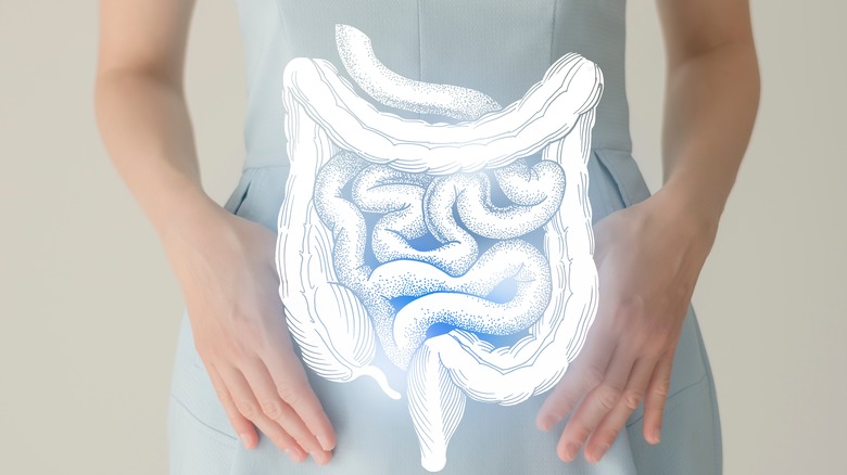 Unrecognizable female patient in blue clothes, highlighted hand drawn intestine in hands.