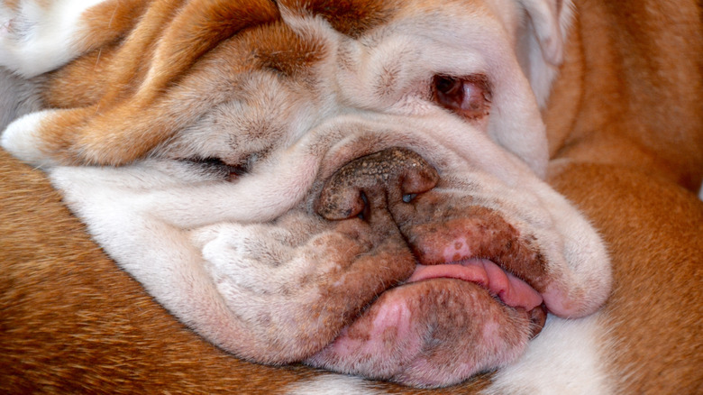 Close-up of Bulldog's jowly face