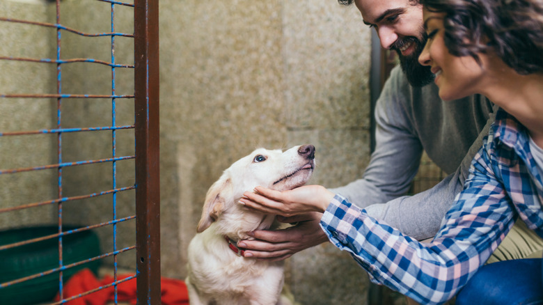 Young couple getting acquainted with dog