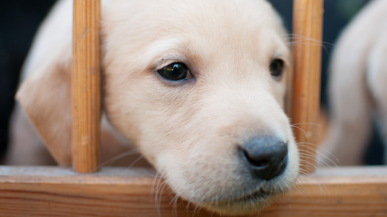 White puppy sticking head through gate