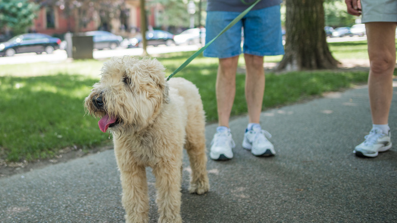 Two men with leashed wheaten terrier