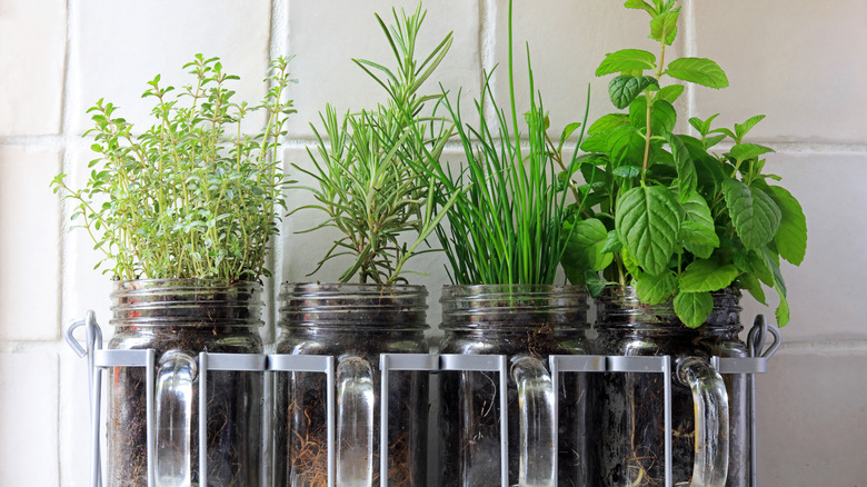 plants in mason jars inside