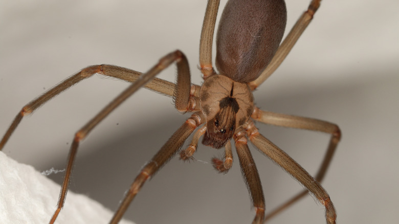 brown recluse spider