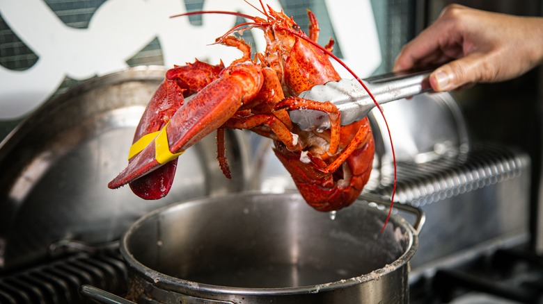 Hand putting lobster in pot
