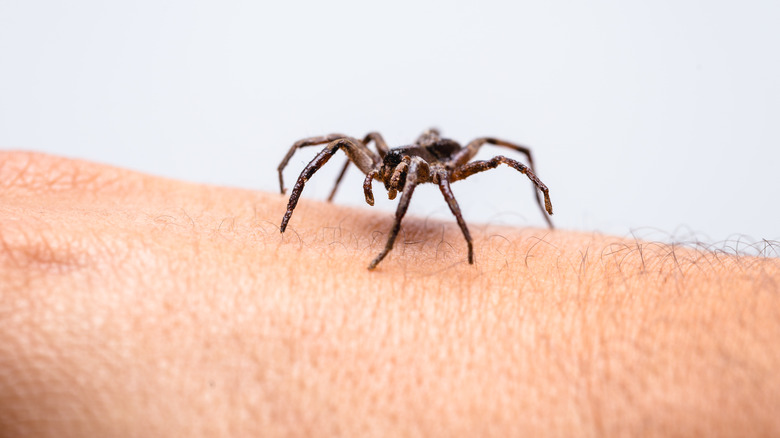 spider crawling across bare skin 