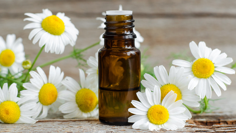 Roman chamomile essential oil by flowers