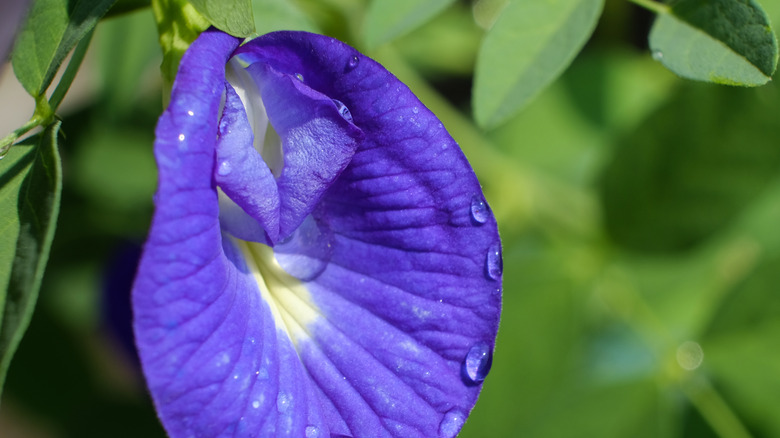Butterfly pea flower close-up shot