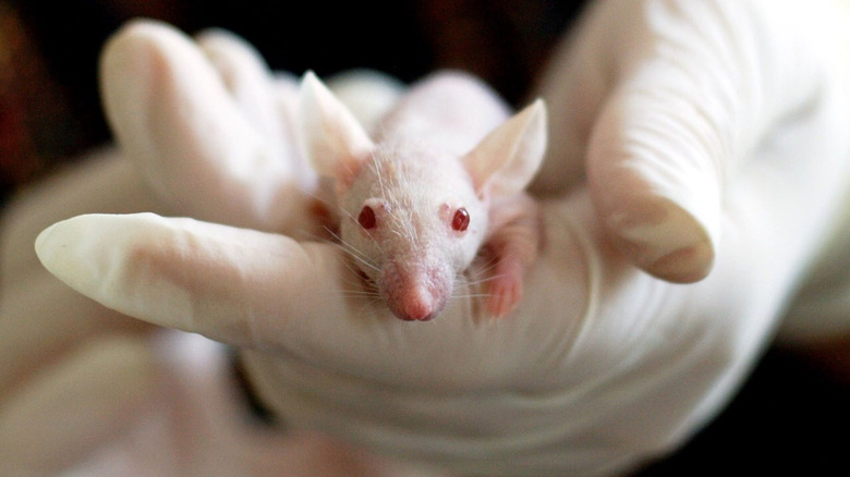 Gloved hand holding albino mouse 