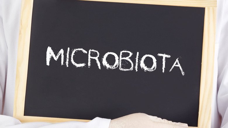 doctor with microbiota written out