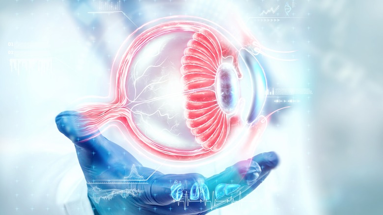 concept image of eye parts 