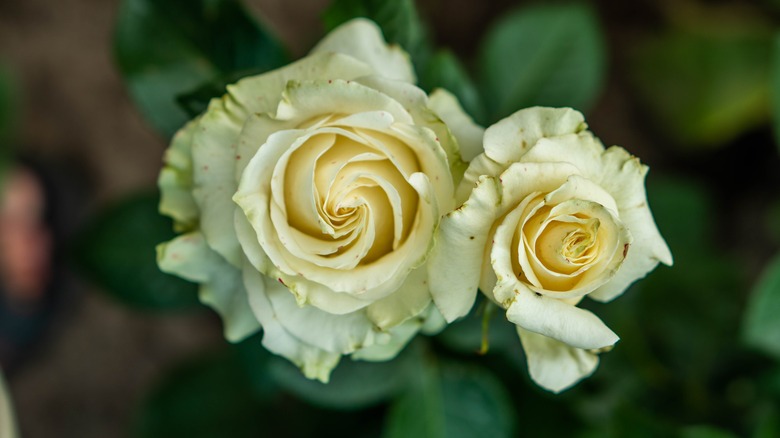 Yellow roses in bloom