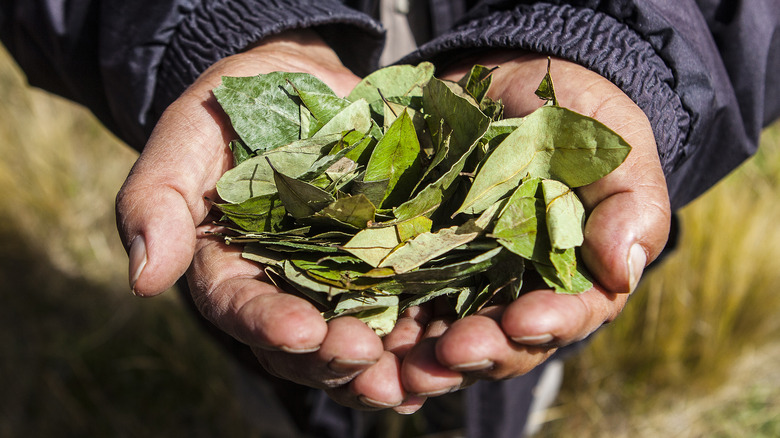 man with coca leaves on hands