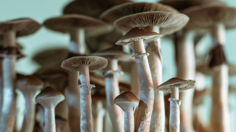 psilocybin mushrooms against pale blue background