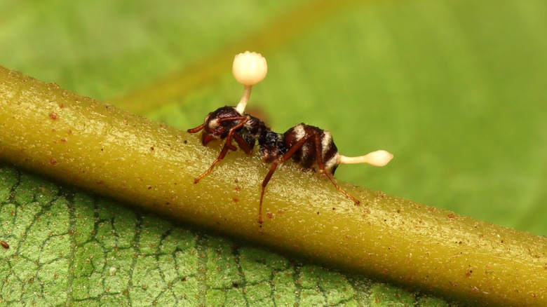 Ant infected with cordyceps fungus