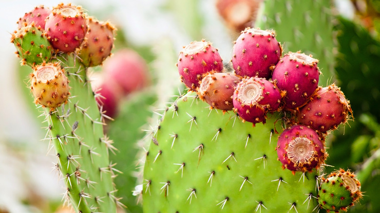 Berries on prickly pear cactus 