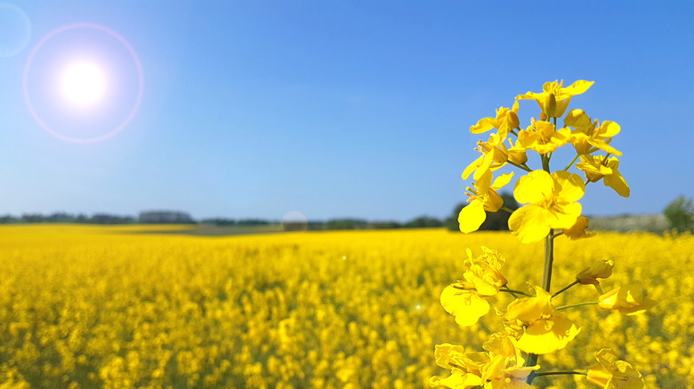 Farm with yellow canola flowers