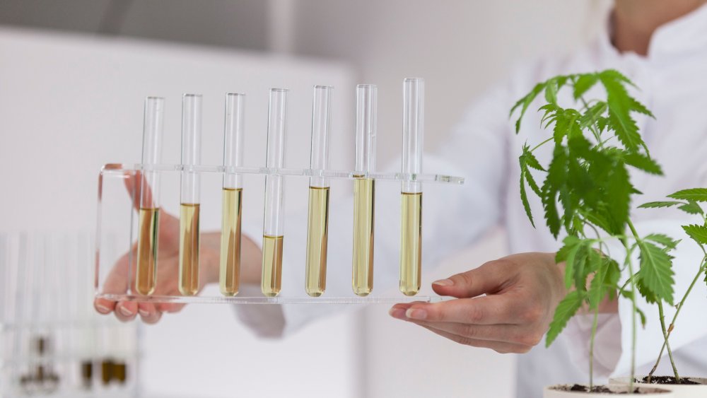 Lab technician with CBD oil in test tubes