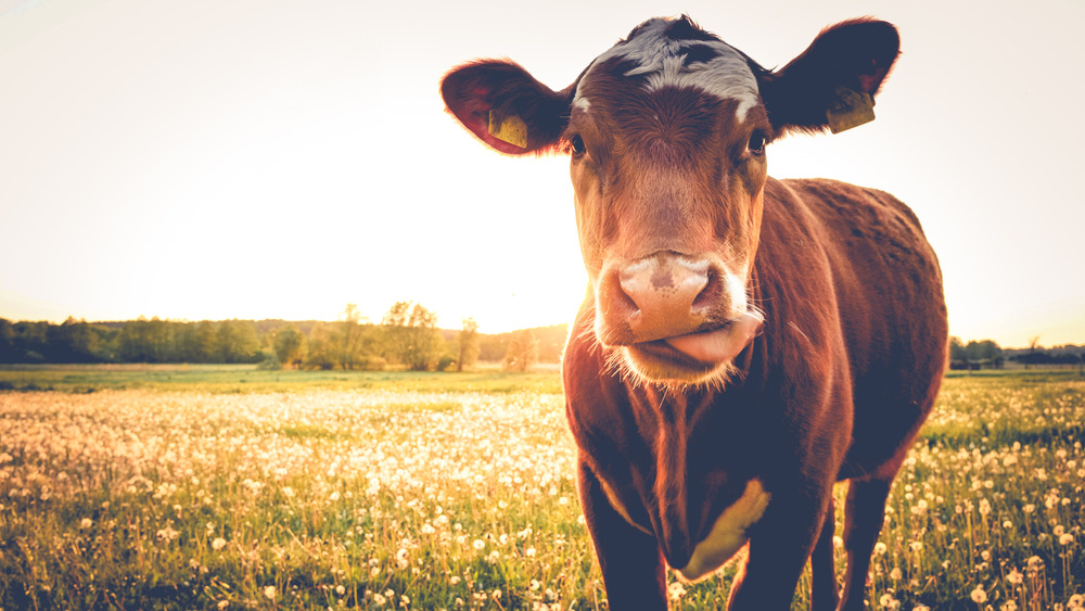 cow in pasture