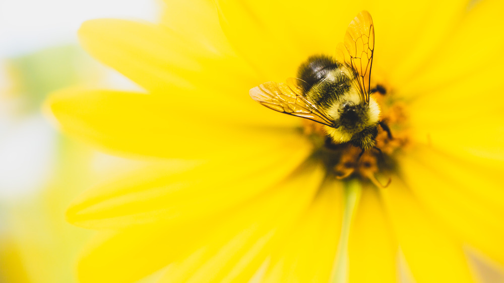 Bee collecting nectar from flower