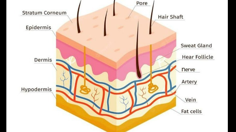 Skin anatomy diagram