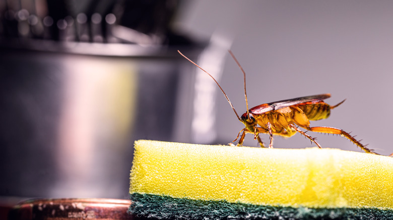 A cockroach walking on a sponge