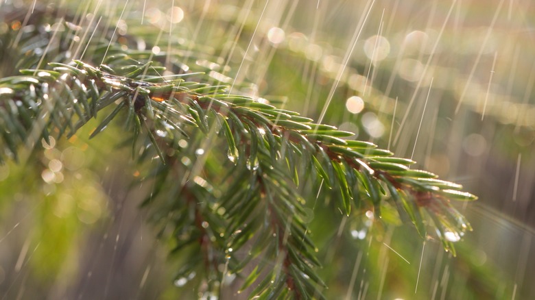 Rain falling on tree branch