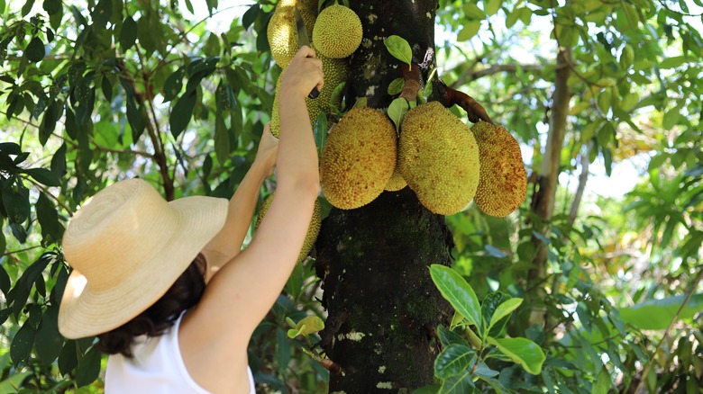 woman picking jackfruit from tree