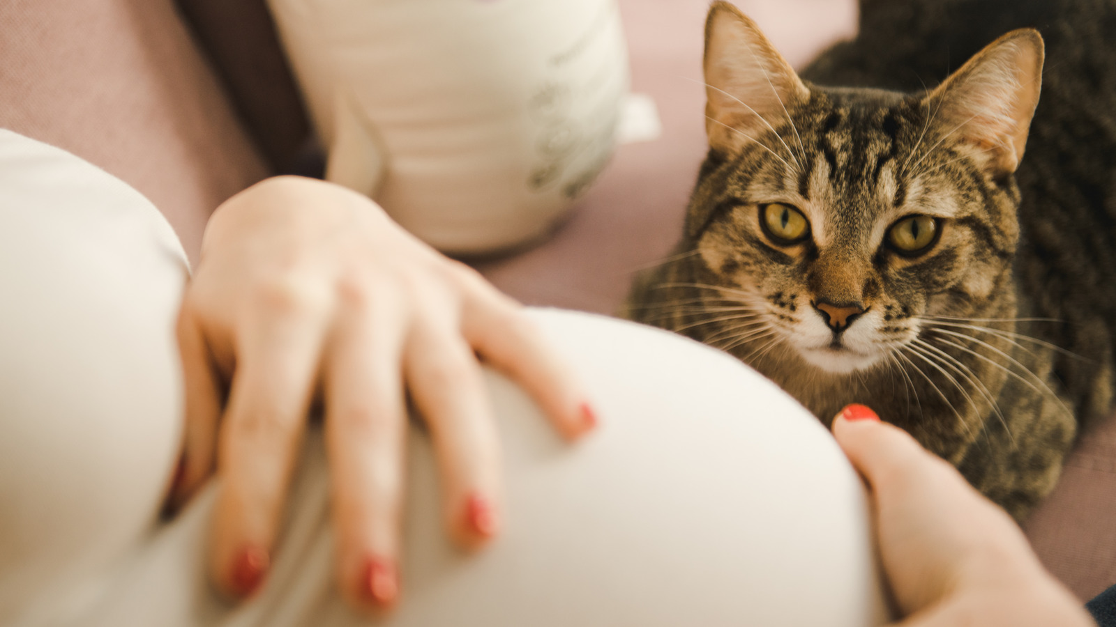 Why should pregnant clearance women avoid cat litter