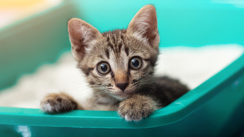 Kitten sitting inside a litter box