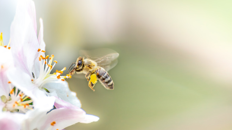 Bee up close collecting honey