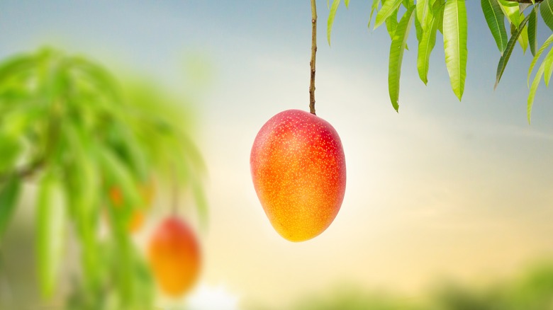 Mango fruit hanging from tree