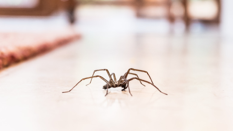 Spider inside a home