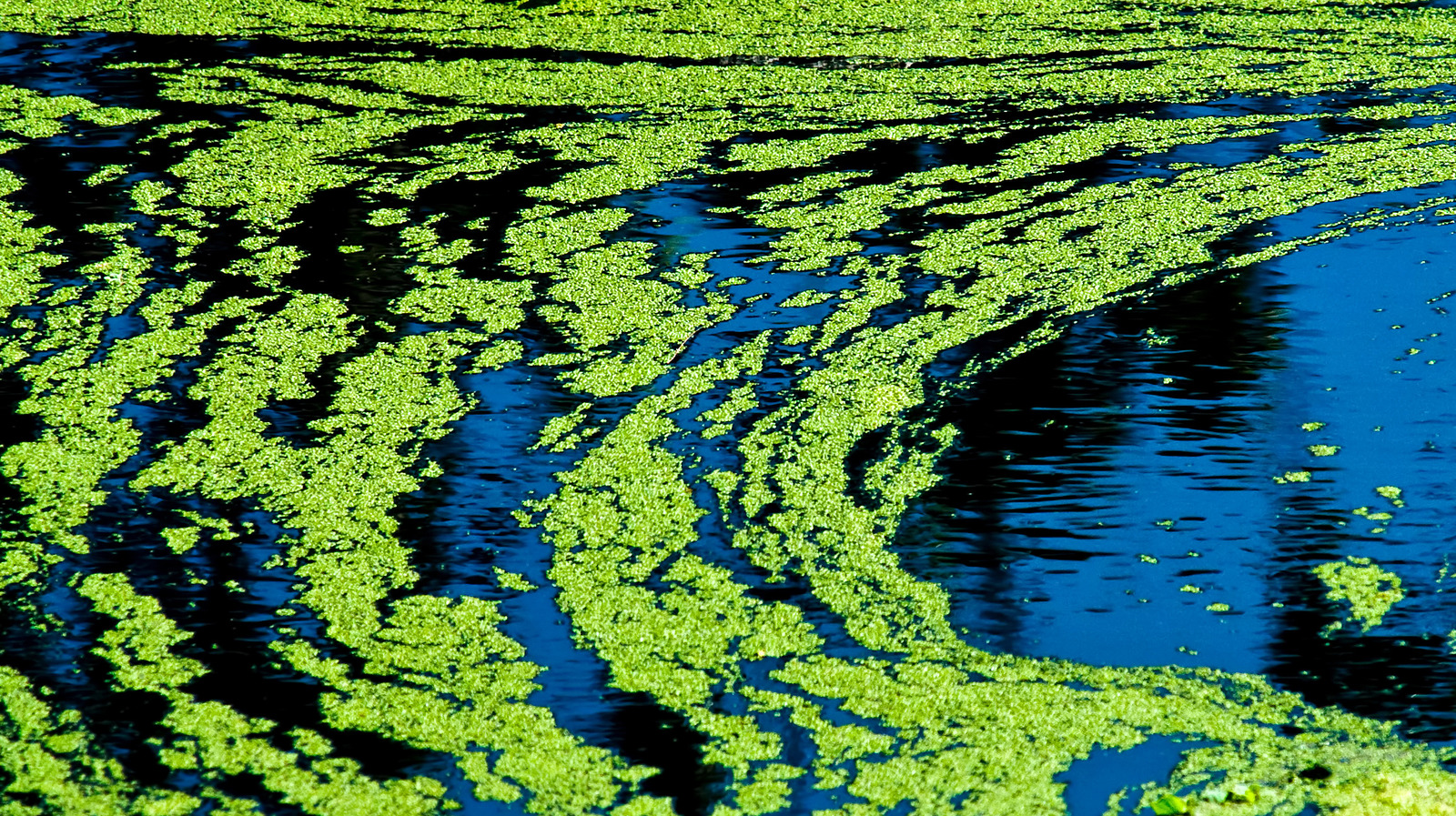 is-the-blue-green-algae-harmful-to-your-health