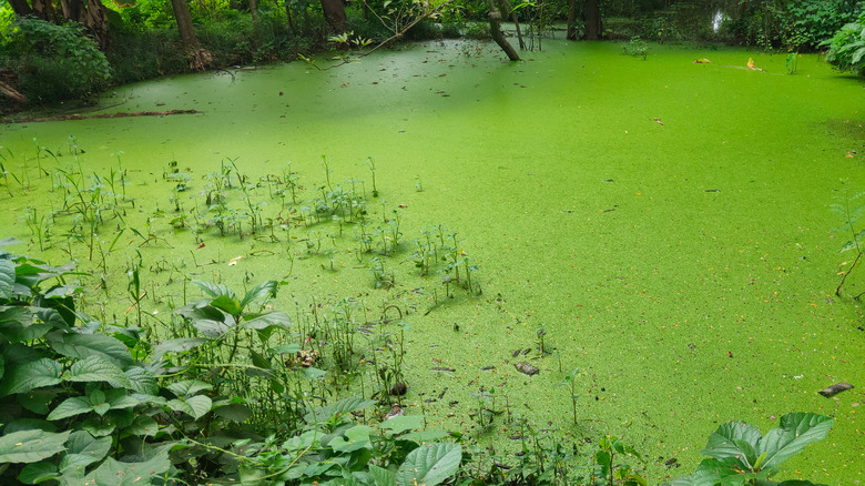 green algae covering a lake