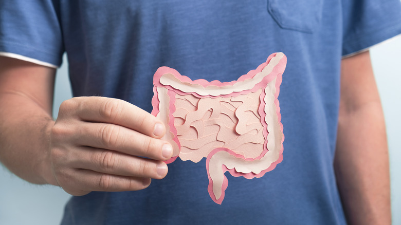 Man holding decorative model intestine