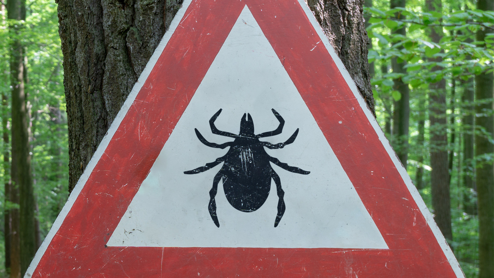 Is There A Cure For Lyme Disease?
