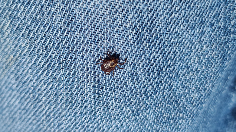 Deer tick on denim-clad leg