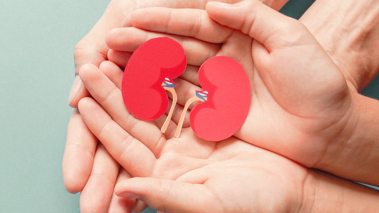 Two pairs of hands holding paper images of two kidneys