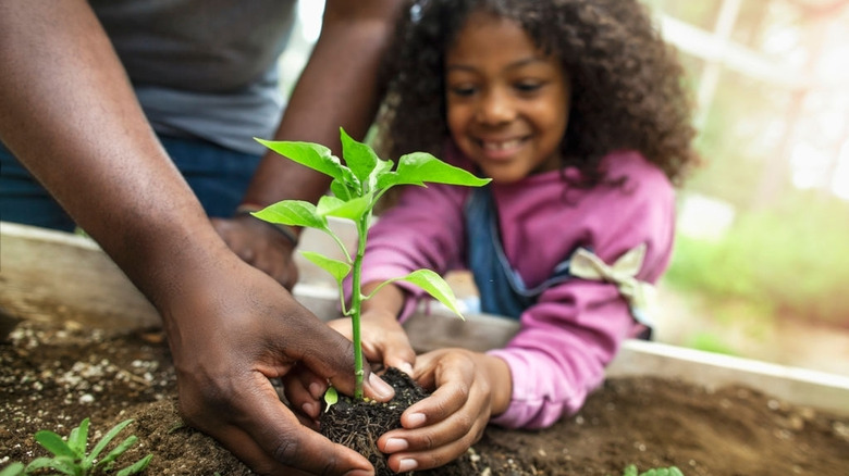 African American father and daughter planting herbs