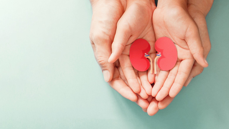 hands holding kidney cutouts