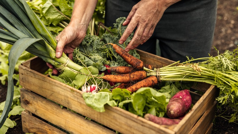 farmer packing fresh vegetables