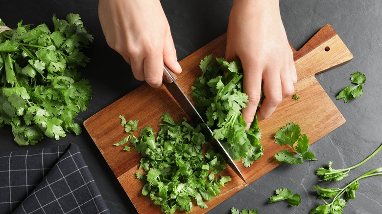 a pair of hands cutting fresh green cilantro