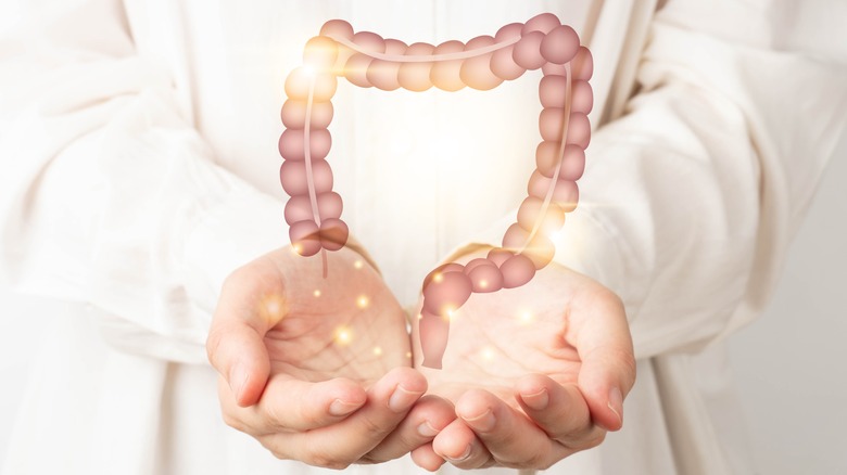 Doctor holding colorectal intestine model 