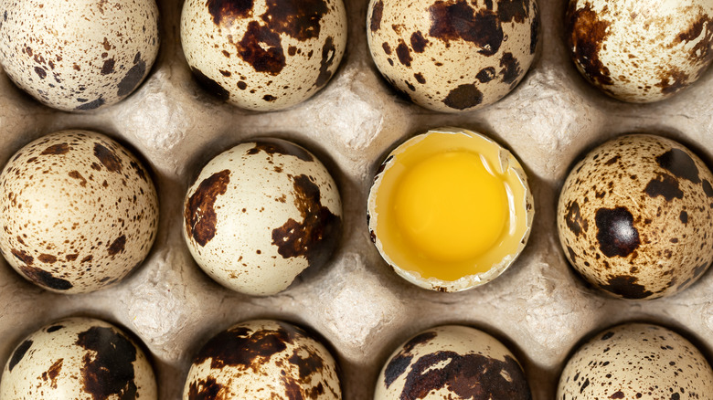 a dozen quail eggs with one cracked egg