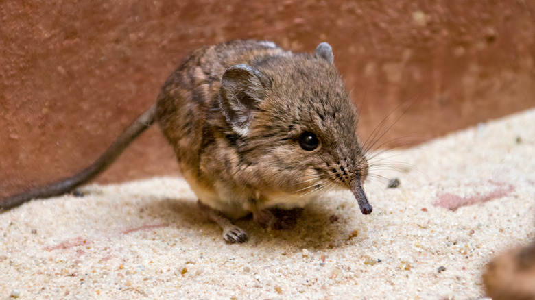 close up of a shrew