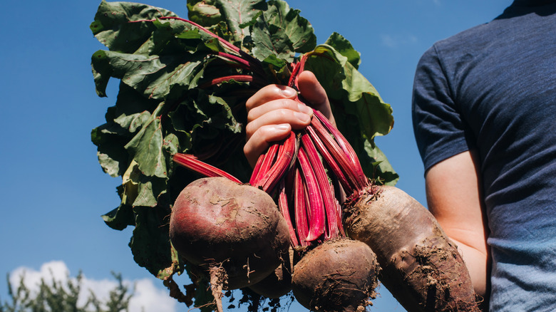 A man digging up beets from his garden