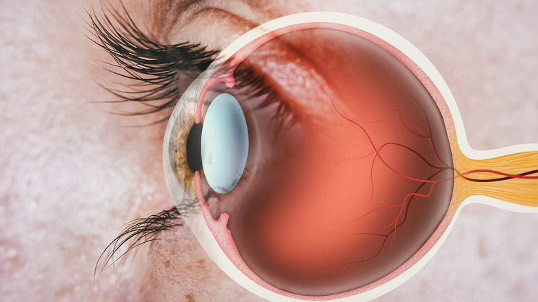 structure of the human eye