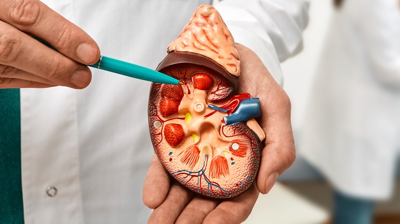 doctor holding model of kidney